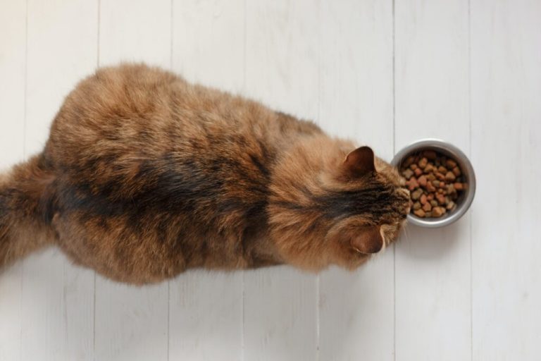 Quelle quantité de croquettes donner à un chat de 10 kg ?